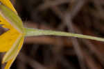 Fringed yellow star-grass